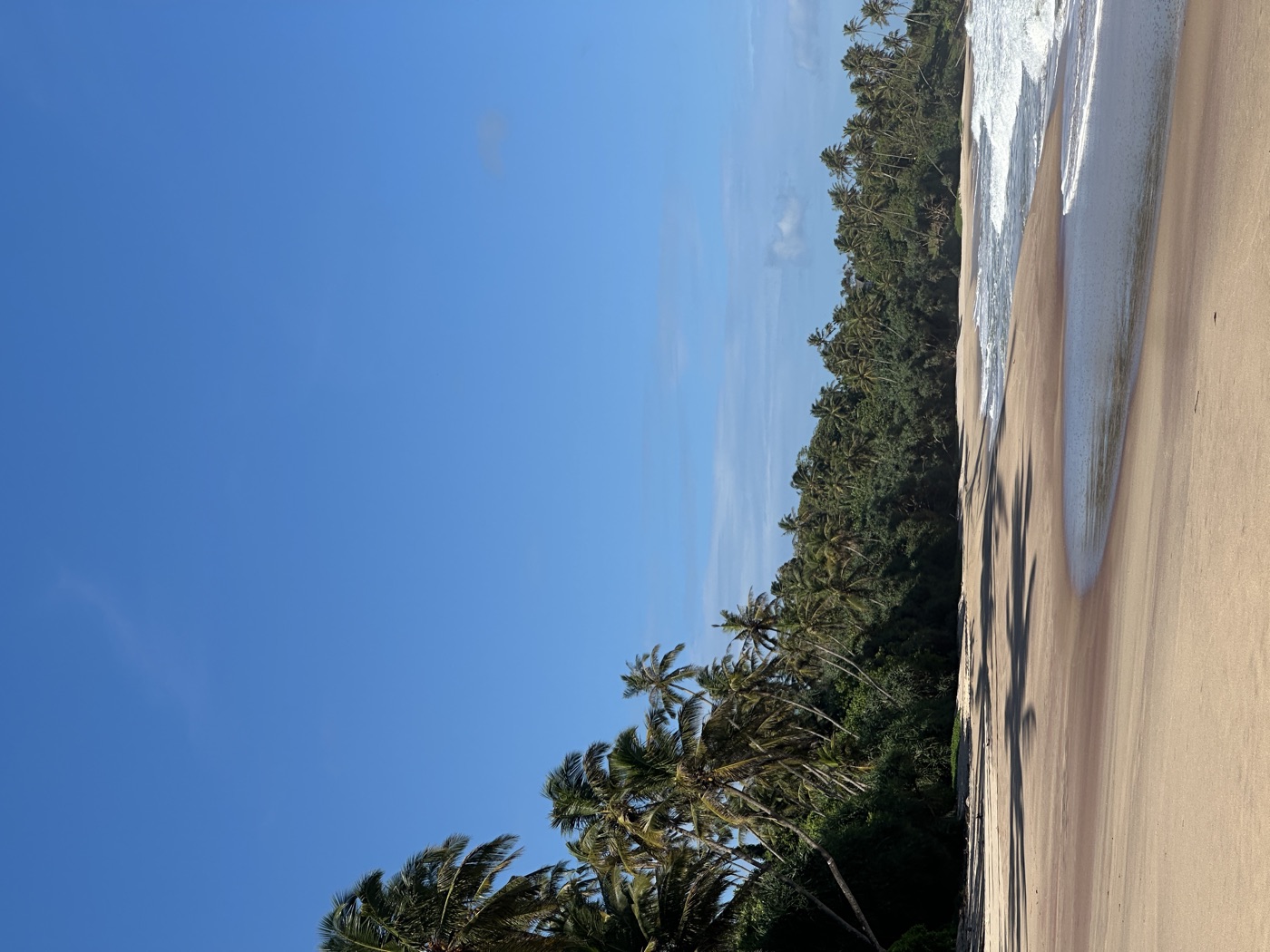 Palm-lined beach in daylight