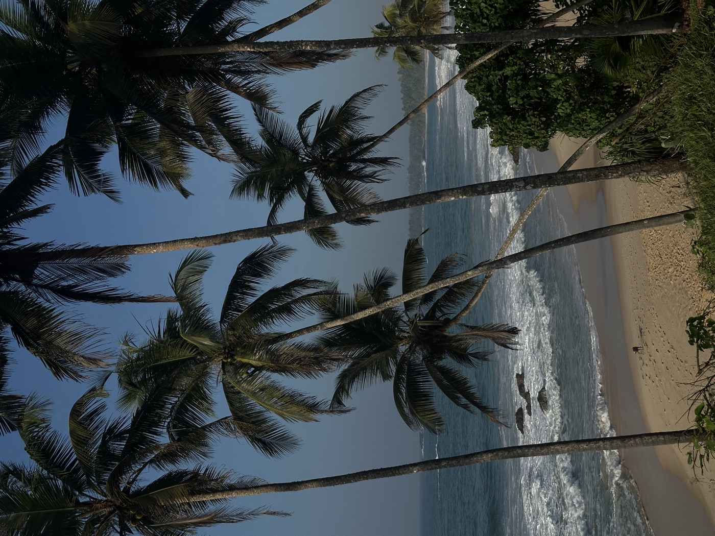 Palm trees over the shoreline
