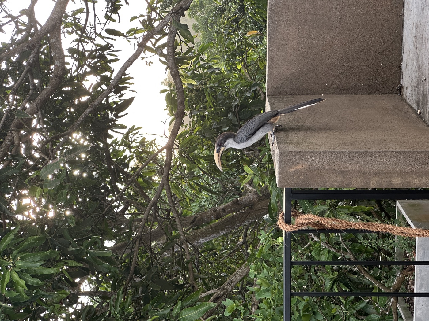 Hornbill perched on the terrace wall