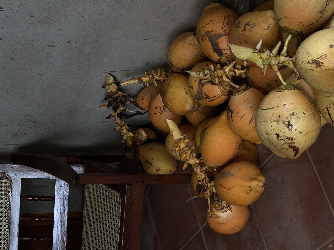 Fresh coconuts by the chair