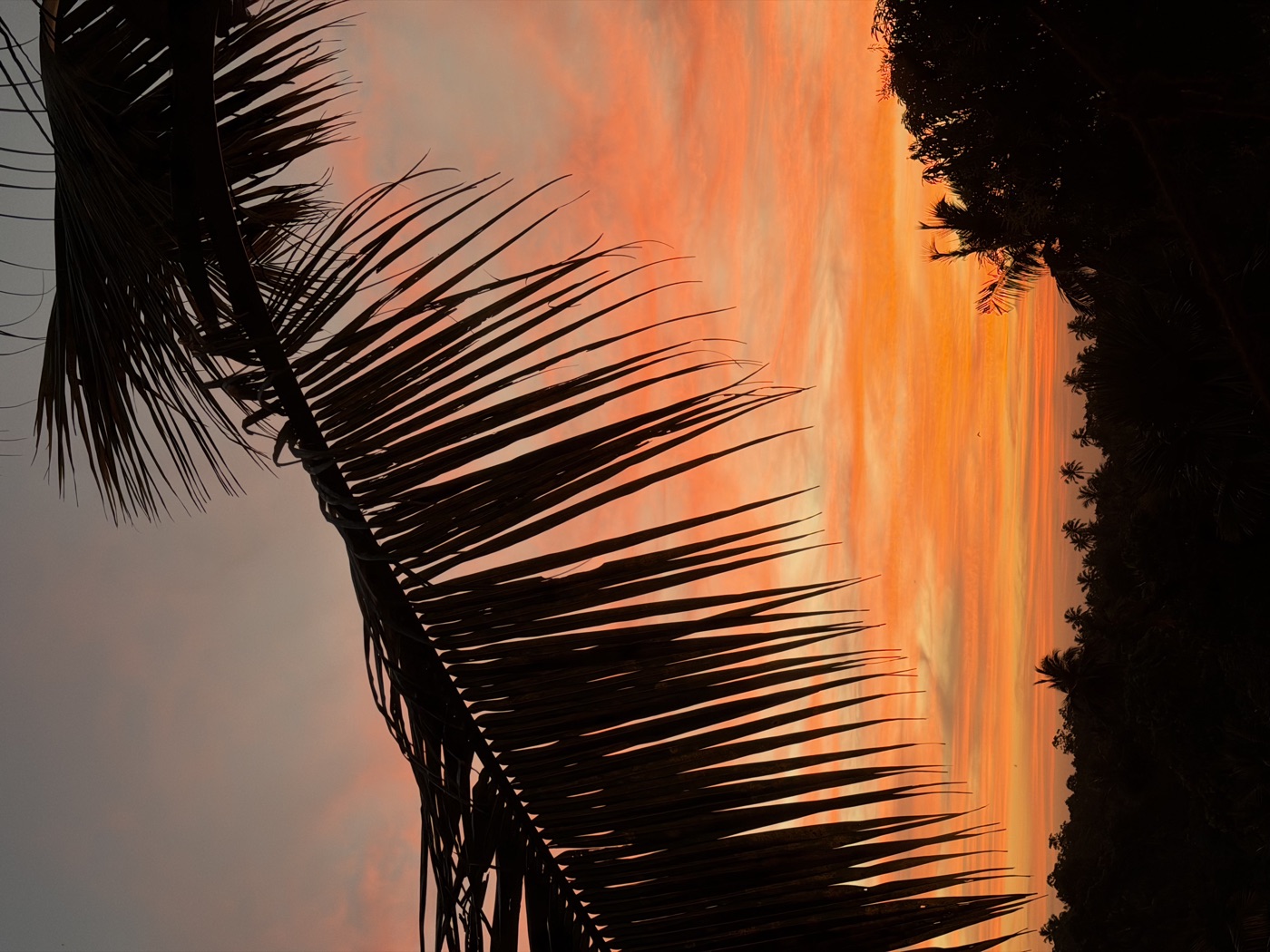 Palm frond against the sunset sky