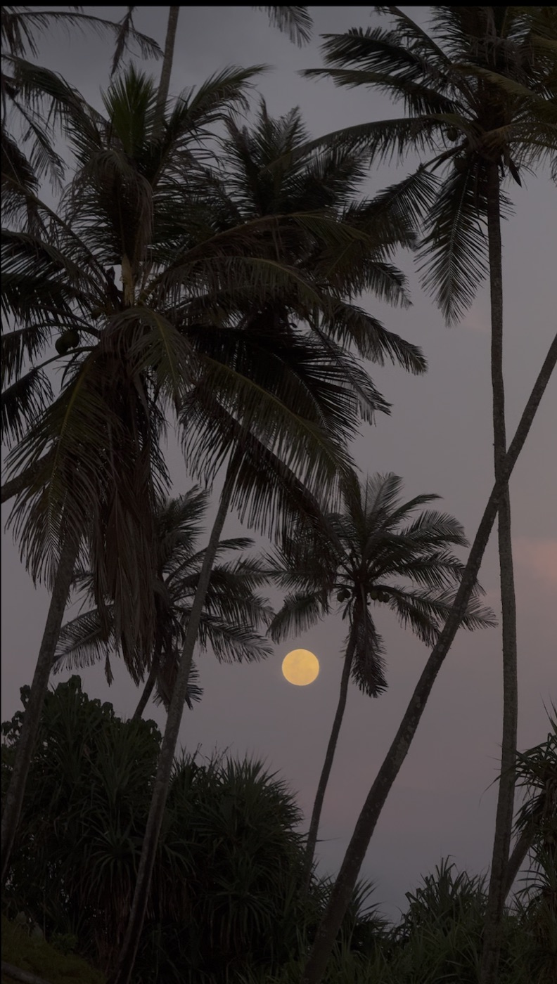 Moonrise over the palms