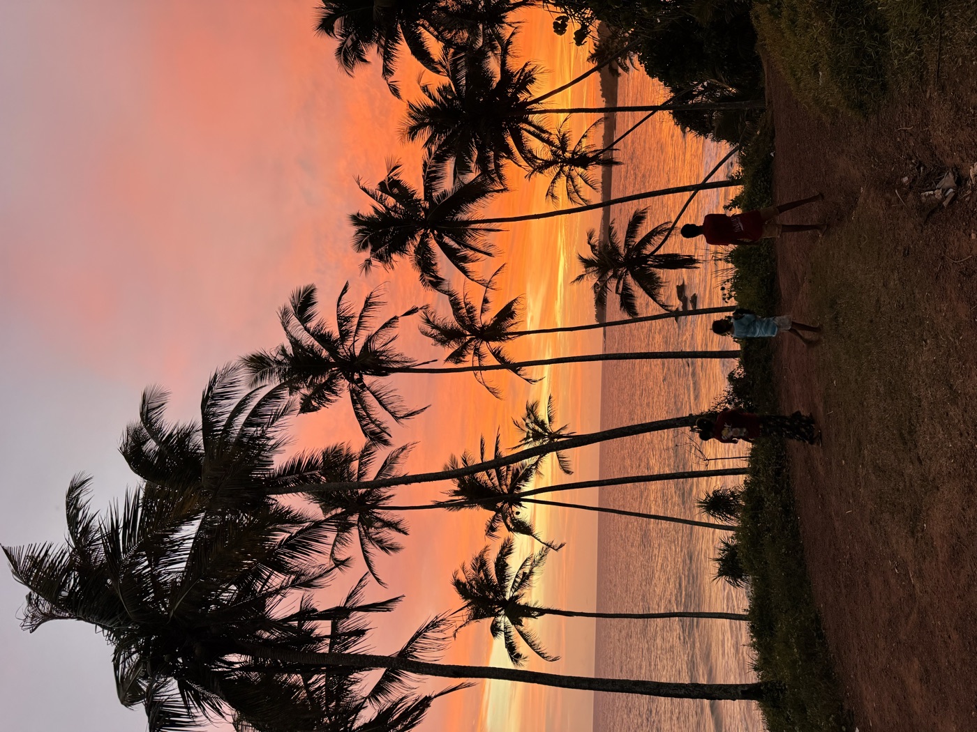Palms silhouetted at sunset